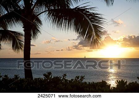 Stock Image - Hawaii, Maui, Napili Beach, silhouetted palms at sunset.. Fotosearch