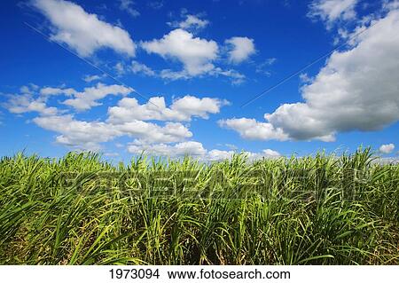 Hawaii, Maui, Near Makawao, Beautiful Landscape Of Green Grass And A Blue Sky. View Large Photo Image Picture - Hawaii, Maui, Near Makawao, Beautiful Landscape Of Green Grass And A Blue Sky.. Fotosearch