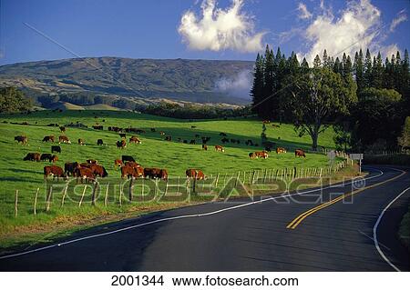 Picture - Hawaii, Maui, Near Makawao Road To Haleakala Ranch With Cows Grazing Pasture. Fotosearch