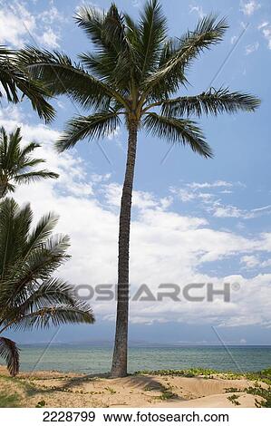 Stock Photo - Hawaii, Maui, North Kihei, A View Of A Palm Tree Along Beach. Fotosearch