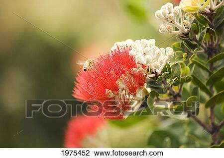 Stock Image - Hawaii, Maui, Olinda, Close-Up Of Bee Landing On Red Ohia Lehua Blossom.. Fotosearch