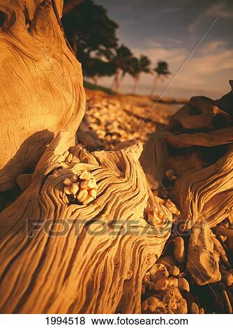 Hawaii, Maui, Olowalu, Closeup Of Driftwood In The Afternoon Light. View Large Photo Image Stock Photo - Hawaii, Maui, Olowalu, Closeup Of Driftwood In The Afternoon Light.. Fotosearch
