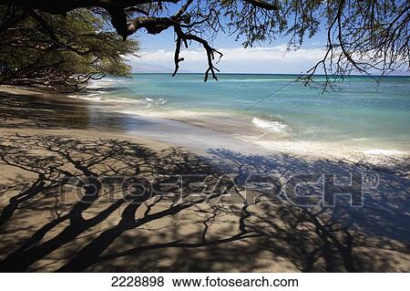 Stock Photo - Hawaii, Maui, Olowalu, Gray Sand Beach With Shadows Of Tree Branches.. Fotosearch