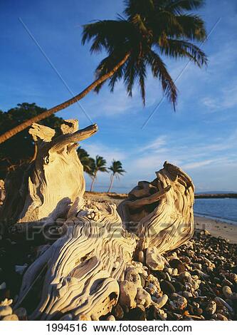 Hawaii, Maui, Olowalu, Palm Tree And Driftwood In The Afternoon Light. View Large Photo Image Stock Photograph - Hawaii, Maui, Olowalu, Palm Tree And Driftwood In The Afternoon Light.. Fotosearch