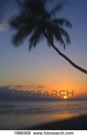 Stock Photo - Hawaii, Maui, Olowalu, Palm Tree Over The Beach At Sunset.. Fotosearch