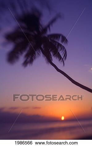 Hawaii, Maui, Olowalu, Palm Tree Over The Beach At Sunset. View Large Photo Image Stock Photograph - Hawaii, Maui, Olowalu, Palm Tree Over The Beach At Sunset.. Fotosearch