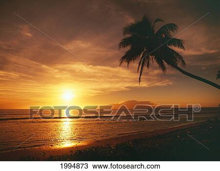 Stock Image - Hawaii, Maui, Olowalu, Palm Tree Silhouette At Sunset, Lanai In The Distance.. Fotosearch