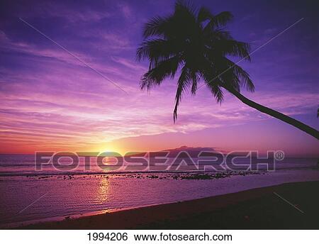 Hawaii, Maui, Olowalu, Palm Tree Silhouette At Sunset, Lanai In The Distance. View Large Photo Image Stock Photograph - Hawaii, Maui, Olowalu, Palm Tree Silhouette At Sunset, Lanai In The Distance.. Fotosearch