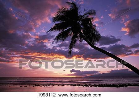 Stock Image - Hawaii, Maui, Olowalu, Purple Sunset With Lanai In Distance And Palm Silhouette.. Fotosearch