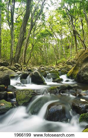 Stock Photo - Hawaii, Maui, Olowalu, Stream Flowing Through Lush Olowalu Valley.. Fotosearch