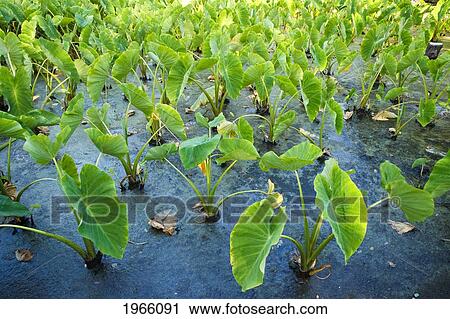 Hawaii, Maui, Olowalu, Taro Plants Growing In Olowalu Valley. View Large Photo Image Stock Image - Hawaii, Maui, Olowalu, Taro Plants Growing In Olowalu Valley.. Fotosearch