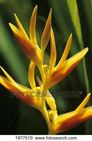 Stock Image - Hawaii, Maui, Orange Heliconia Blossom.. Fotosearch