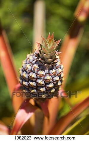 Hawaii, Maui, Pineapple growing on top of plant, closeup view View Large Photo Image Stock Image - Hawaii, Maui, Pineapple growing on top of plant, closeup view. Fotosearch
