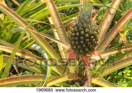 Hawaii, Maui, Pineapple Growing On Top Of Plant, Closeup View. View Large Photo Image Stock Photography - Hawaii, Maui, Pineapple Growing On Top Of Plant, Closeup View.. Fotosearch