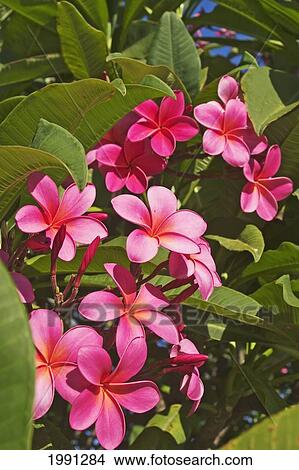 Hawaii, Maui, Pink Plumerias. View Large Photo Image Picture - Hawaii, Maui, Pink Plumerias.. Fotosearch