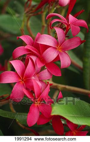 Hawaii, Maui, Pink Plumerias. View Large Photo Image Picture - Hawaii, Maui, Pink Plumerias.. Fotosearch