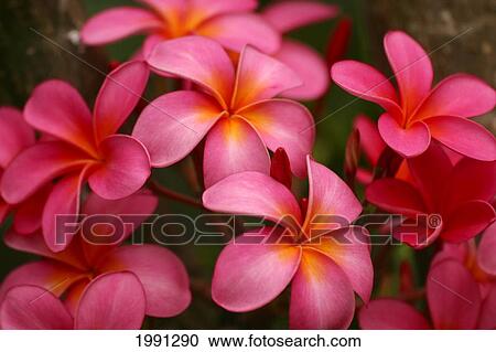 Hawaii, Maui, Pink Plumerias. View Large Photo Image Stock Image - Hawaii, Maui, Pink Plumerias.. Fotosearch