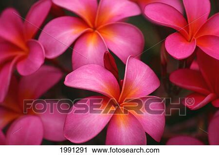 Stock Image - Hawaii, Maui, Pink Plumerias.. Fotosearch