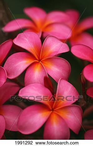 Stock Image - Hawaii, Maui, Pink Plumerias.. Fotosearch