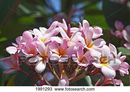Stock Image - Hawaii, Maui, Pink Plumerias.. Fotosearch
