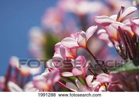 Hawaii, Maui, Pink Plumerias. View Large Photo Image Stock Photo - Hawaii, Maui, Pink Plumerias.. Fotosearch