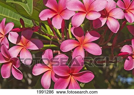 Stock Photograph - Hawaii, Maui, Pink Plumerias.. Fotosearch