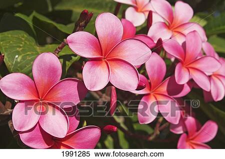 Hawaii, Maui, Pink Plumerias. View Large Photo Image Stock Photography - Hawaii, Maui, Pink Plumerias.. Fotosearch