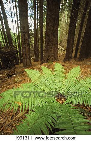 Stock Image - Hawaii, Maui, Poli Poli State Park, Fern Plant In A Forest. Fotosearch
