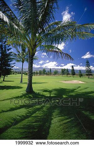 Stock Image - Hawaii, Maui, Pukalani Country Club Course Palm Foreground Shadow, Sand Trap Background Upcountry D1321. Fotosearch