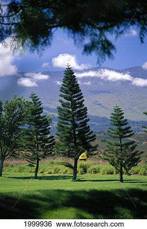 Hawaii, Maui, Pukalani Country Club Hole Yellow Flag Branches Overhang Frame Pine Tree Background Upcountry D1324 View Large Photo Image Stock Photograph - Hawaii, Maui, Pukalani Country Club Hole Yellow Flag Branches Overhang Frame Pine Tree Background Upcountry D1324. Fotosearch