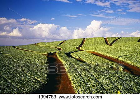 Hawaii, Maui, Pukalani, Pineapple Fields Stretch Out To The Horizon View Large Photo Image Stock Image - Hawaii, Maui, Pukalani, Pineapple Fields Stretch Out To The Horizon. Fotosearch