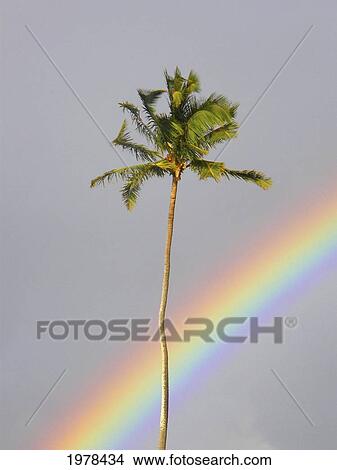 Hawaii, Maui, Rainbow Cuts Across Gray Sky Behind A Palm Tree. View Large Photo Image Picture - Hawaii, Maui, Rainbow Cuts Across Gray Sky Behind A Palm Tree.. Fotosearch