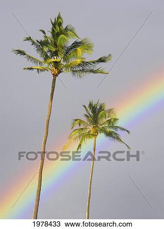Stock Image - Hawaii, Maui, Rainbow Cuts Across Gray Sky Behind Two Palm Trees.. Fotosearch
