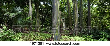 Stock Image - Hawaii, Maui, Rainbow Eucalyptus (Eucalyptus Deglupta) Along Road To Hana.. Fotosearch