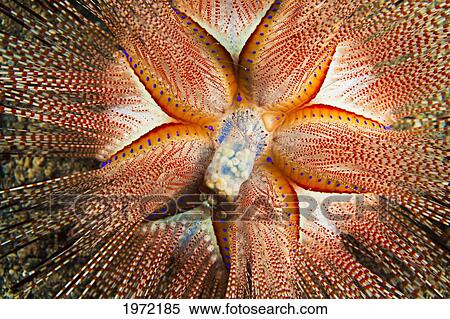 Stock Photography - Hawaii, Maui, Rare Sighting Of A Blue-Spotted Sea Urchin (Astropyga Radiata).. Fotosearch