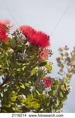 Picture - Hawaii, Maui, Red Ohia flowers against cloudy skies.. Fotosearch