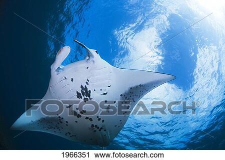 Stock Image - Hawaii, Maui, Reef Manta Ray (Manta Alfredi) Cruises Over The Shallows Off Ukumehame, View From Below.. Fotosearch
