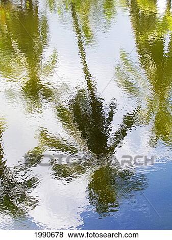 Stock Photo - Hawaii, Maui, Reflection Of Palm Trees Water. Fotosearch