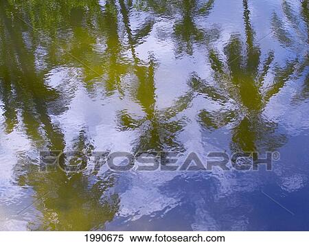 Hawaii, Maui, Reflection Of Palm Trees Water View Large Photo Image Stock Photography - Hawaii, Maui, Reflection Of Palm Trees Water. Fotosearch
