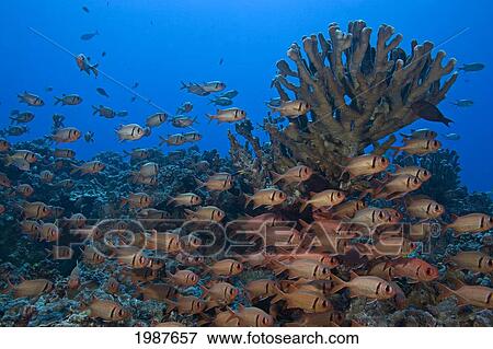 Stock Photo - Hawaii, Maui, Schooling Bigscale Soldierfish (Myripristis Berndti) Above Coral Reef.. Fotosearch