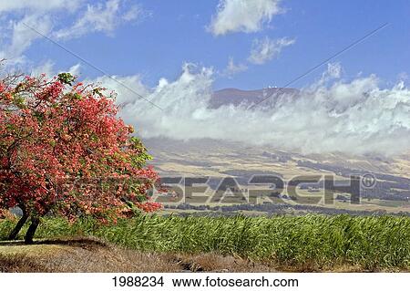 Picture - Hawaii, Maui, Science City At The Top Of Haleakala Volcano Can Be Seen In This Upcountry Scene With Tree In Bloom.. Fotosearch