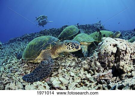 Hawaii, Maui, Several Green Sea Turtles (Chelonia Mydas) Gather At A Cleaning Station On The Reef View Large Photo Image Picture - Hawaii, Maui, Several Green Sea Turtles (Chelonia Mydas) Gather At A Cleaning Station On The Reef. Fotosearch