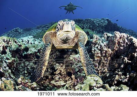 Stock Image - Hawaii, Maui, Several Green Sea Turtles (Chelonia Mydas) Gather At A Cleaning Station On The Reef. Fotosearch