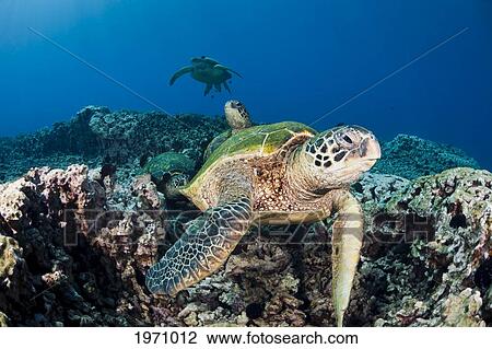 Hawaii, Maui, Several Green Sea Turtles (Chelonia Mydas) Gather At A Cleaning Station On The Reef View Large Photo Image Stock Image - Hawaii, Maui, Several Green Sea Turtles (Chelonia Mydas) Gather At A Cleaning Station On The Reef. Fotosearch