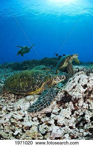 Hawaii, Maui, Several Green Sea Turtles (Chelonia Mydas) Gather On A Reef View Large Photo Image Stock Image - Hawaii, Maui, Several Green Sea Turtles (Chelonia Mydas) Gather On A Reef. Fotosearch