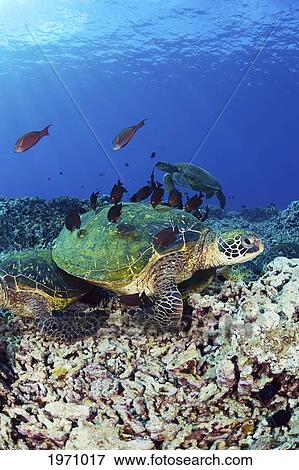 Stock Photo - Hawaii, Maui, Several Green Sea Turtles (Chelonia Mydas) Gather At A Cleaning Station On The Reef. Fotosearch