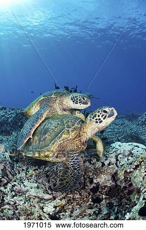 Stock Photography - Hawaii, Maui, Several Green Sea Turtles (Chelonia Mydas) Gather At A Cleaning Station On The Reef. Fotosearch