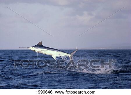 Hawaii, Maui, Side View Of Blue Marlin Jumping At Sunset, Pink Sky C1383 View Large Photo Image Stock Photograph - Hawaii, Maui, Side View Of Blue Marlin Jumping At Sunset, Pink Sky C1383. Fotosearch