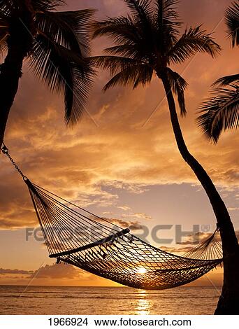 Picture - Hawaii, Maui, Silhouette Of A Hammock Hanging Between Two Palm Trees Near Ocean At Sunset. Fotosearch