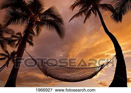 Stock Photo - Hawaii, Maui, Silhouette Of A Hammock Hanging Between Two Palm Trees At Sunset. Fotosearch